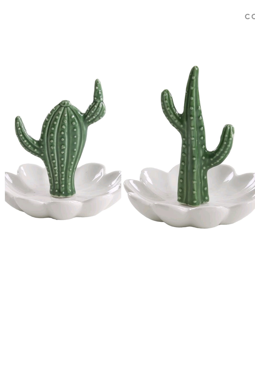 Cactus bandeja en flor 